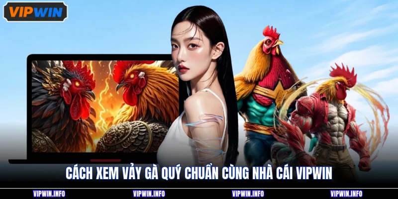 Dạng Vảy Gà Quý Thường Xuất Hiện Ở Chiến Kê Đá Cực Hiểm 4 Cách xem vảy gà quý chuẩn cùng nhà cái VIPWIN